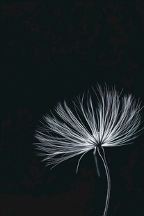 孤独蒲公英的黑白静美