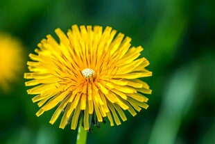 黄色蒲公英特写