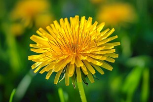 黄色蒲公英特写