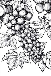 葡萄藤蔓黑白手绘图案