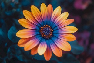 绚丽多彩的非洲菊特写