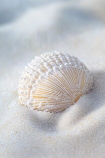 沙滩上的精美贝壳特写