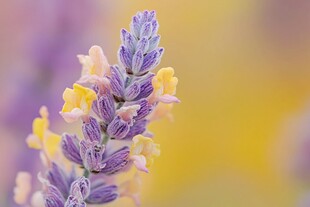 紫色薰衣草花特写