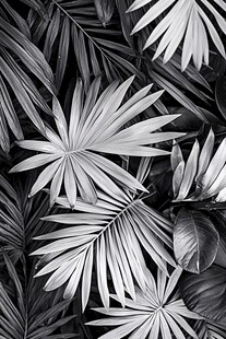 黑白棕榈叶纹理图案