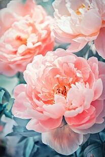 娇艳绽放的柔美粉色芍药