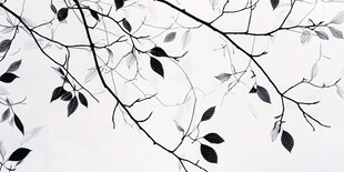 黑白树枝树叶的简约画面