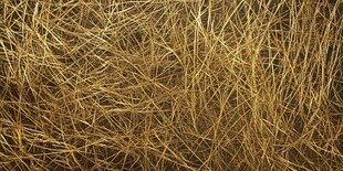 金黄草丛纹理特写