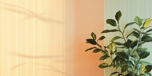 窗边绿植 光影下的清新生机