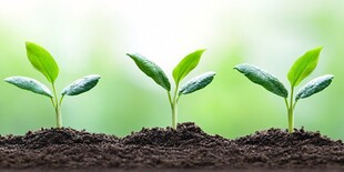 嫩绿幼苗破土而出