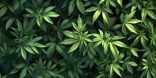 翠绿繁茂的植物叶片特写