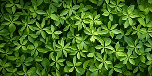 翠绿繁茂的叶片景观