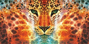 梦幻豹影 绚丽视觉盛宴