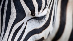 斑马眼部特写
