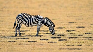 草原上单只斑马低头吃草