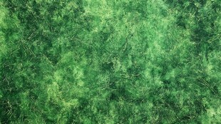 翠绿茂密的草地纹理