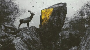 孤鹿立岩间 金黄映野景