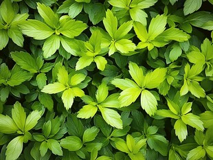 翠绿叶片的生机盎然景象