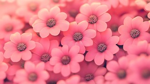 粉色小花绽放美丽瞬间