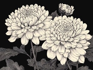 黑白墨韵下的优雅菊花