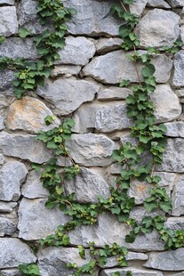 石墙上蔓延的翠绿藤蔓