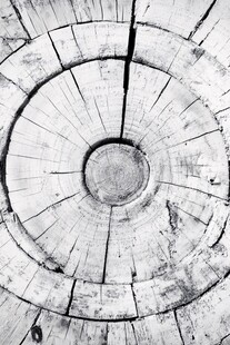 树桩截面纹理特写