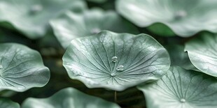 清新荷叶露珠微观景致