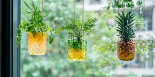 窗畔悬挂的创意水果盆栽