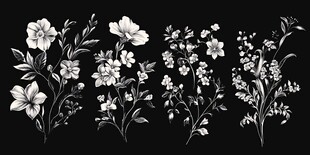 黑白花卉植物插画