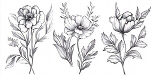 手绘花卉植物线稿插画