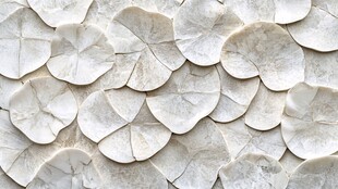 白色扇贝状纹理装饰材料