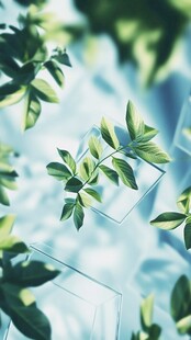 清新绿叶与几何光影交织