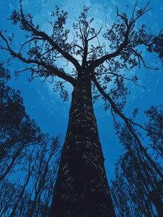 夜空下的挺拔巨树