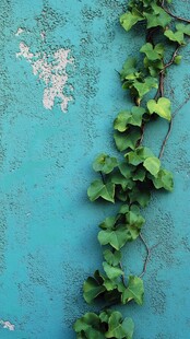 蓝墙攀附的翠绿常春藤