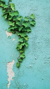 青墙藤蔓 自然的斑驳诗意