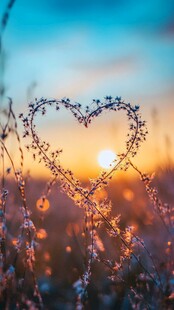 心形草间的唯美日落