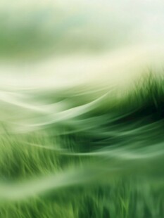 翠绿麦浪 自然灵动之景