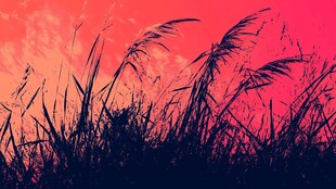 夕阳下摇曳的芦苇剪影