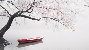 湖畔樱花下的红色小船