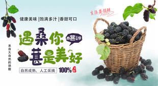 桑葚采摘