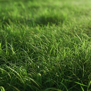 翠绿草地 清新自然景致