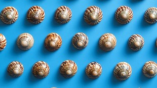 蓝色背景上排列的多彩贝壳