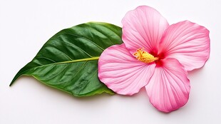 粉色木槿花与绿叶特写