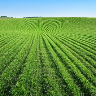 翠绿田野的生机景象