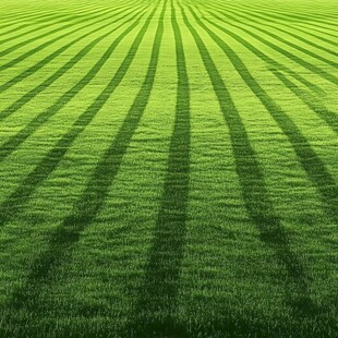 整齐绿茵草坪景观