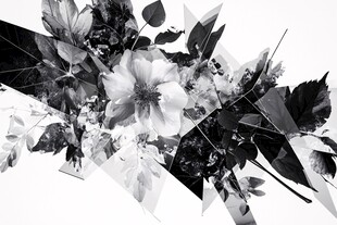 黑白花卉抽象艺术画面