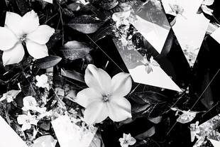 黑白花卉与几何碎片画面
