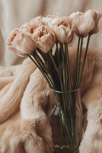 淡粉郁金香插于毛绒背景中