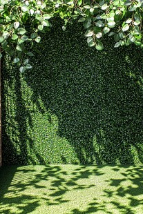 绿叶墙下的光影绿意空间