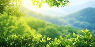 春日山林绿意盎然美景