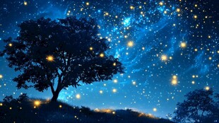 星空下的静谧树木夜景